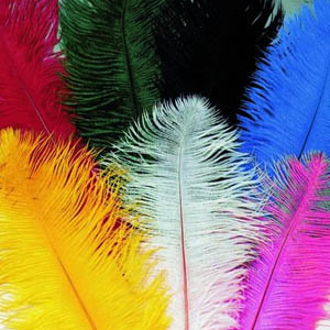 Plumes